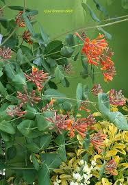 Honeysuckle grows in many places from asia to america as long as the weather is not so harsh. Plantfiles Pictures Lonicera Brown S Honeysuckle Scarlet Trumpet Honeysuckle Dropmore Scarlet Lonicera X Brownii By Poppysue