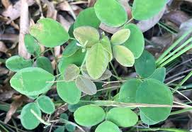 Image result for Desmodium scorpiurus