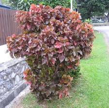 Image result for Acalypha paucifolia