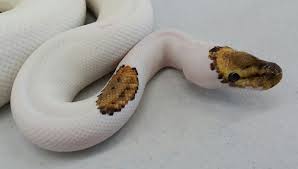 How much does it cost to buy a ball python? Ball Pythons Asia Home Facebook