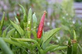 How to plant chile de arbol seeds. Yatsufusa Chili Seeds Capsicum Annuum Hot Specialty Pepper Asian Vegetable Caribbeangardenseed