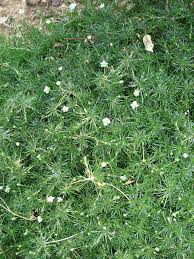 Image result for Sagina abyssinica