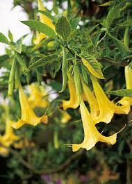 Angel S Trumpet Better Homes Gardens