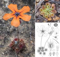 Image result for Droseraceae