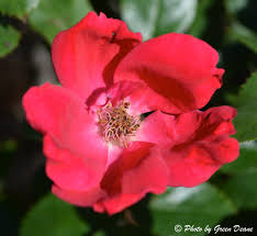 Image result for Rosa laevigata