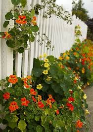 Pin On Garden