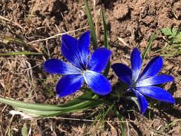 Image result for Tecophilaeaceae