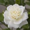 White calla lily is a large trumpet shaped flower that rests upon a long and smooth stem and symbolizes 'magnificent beauty'. Https Encrypted Tbn0 Gstatic Com Images Q Tbn And9gcts5yry Ejrdbqmlqf0rtc4zdqaopece9terwntw3o Usqp Cau