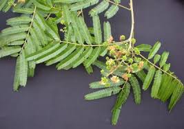 Image result for Albizia niopoides