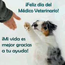 Check spelling or type a new query. Imagenes Con Frases Bonitas Para Dedicar A Los Veterinarios Argentinos En Su Dia Mejores Imagenes