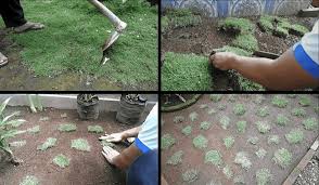 Untuk itu, berikut akan kita bahas cara merawat rumput gajah mini yang kering. 7 Tips Menanam Rumput Jepang Dan Perawatannya Rumah Com