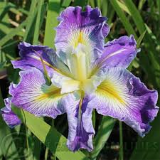 Image result for Lannea fulva