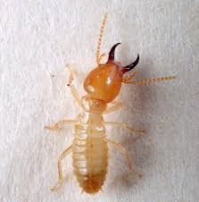 Top pest control services in new orleans, la. Heads Up New Orleans Those Swarming Termites Are Back And Here S How To Stop Them Communities Nola Com