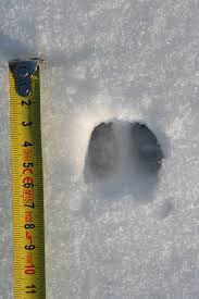 Erkennst du diese tierischen spuren im schnee? Spuren Im Schnee Die Kunst Des Fahrtenlesens Wwf Blog