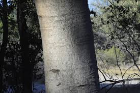 Image result for Croton megalobotrys