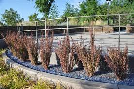 ( live plant growing in a 3 gallon pot ) may shipped dormant when ordered during fall / winter months ( november thru april ) helmond pillar japanese barberry berberis. Berberis Thunbergii Helmond Pillar