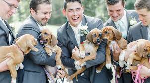 More & more couples are continuing to include their pups as ring bearers, escorts, or just plain old companions. Bride Chooses Rescue Puppies Over Bouquets For Best Wedding Photos Ever The Dog People By Rover Com