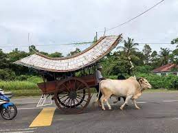 Temasya mandi safar merupakan satu perayaan orang melayu khususnya orang melaka yang diwarisi sejak zaman berzaman. Kereta Lembu Ikon Pelancongan Melaka Warisan Atau Eksploitasi Haiwan Rileklah Com