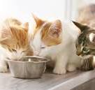 Ratgeber: Gesundes Katzenfutter für glückliche Katzen