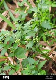 Image result for Solanum scabrum