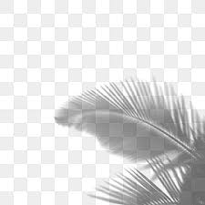 Gradient Dynamic Blurry Shadow Light Effect Abstract Leaf Hand Painted Tropical Plants Shadow Effect White Gra Light Texture Background Shadow Light And Shadow