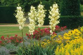 Maybe you would like to learn more about one of these? Create A Drought Resistant Garden Australian Handyman Magazine