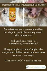 Pin On Ilustraciones Infantiles Cuentos Dog Remedies Dog Ear Infection Treatment Pet Health