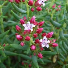 Image result for Crassula sarcocaulis