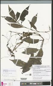 Image result for Stanfieldiella imperforata