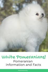 White Pomeranian Dogs White Pomeranian Pomeranian Dog White Pomeranian Puppies