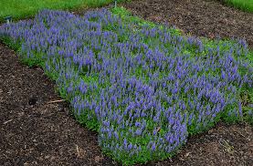 Creeping speedwell is a low growing evergreen groundcover that grows up to 5 inches high and 15 inches wide. Veronica Blue Sprite Pp29581 Stonehouse Nursery