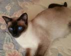 Traditional Siamese Kittens for sale Applehead Siamese Cat ...
