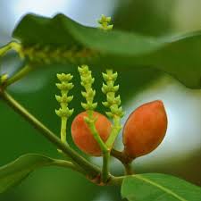 Image result for Gnetum africanum