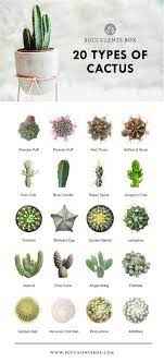 Check spelling or type a new query. Free Printable 11 Succulent Collections In 2020 Cactus Types Cactus Plants Types Of Cactus Plants
