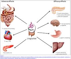 Advanced Victoza Dosing Guide More For Weight Loss