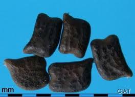 Image result for Chamaeclitandra