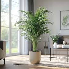 Image result for Dypsis lutescens