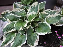 Patriot is a tetraploid (has an extra set of chromosomes) of the hosta francee. Weissrand Funkie Patriot Schonste Stauden Expertenwissen