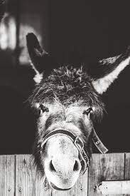 Animal Wall Art Farm Animal Print Donkey Wall Art Donkey Print Black And White Donkey Photography Animal Photography Nature Photography In 2021 Nature Photography Animals Donkey Photography Animal Photography
