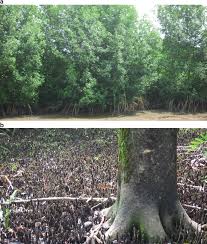 Image result for Rhizophora racemosa