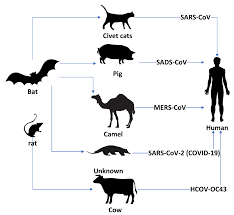 What does the word nomadic mean?. Symmetry Free Full Text Within The Lack Of Chest Covid 19 X Ray Dataset A Novel Detection Model Based On Gan And Deep Transfer Learning