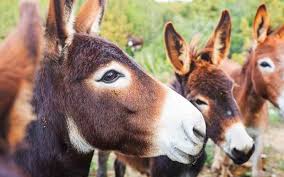A much more intricate water system could cost more between $20,000 to $50,000. How Much Does A Donkey Cost Price Breakdown Equine Desire