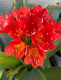 Image result for Clivia miniata