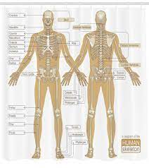 Besides, the bones in human body are classified into various categories. Ambesonne Human Anatomy Diagram Of Human Skeleton System With Titled Main Parts Of Body Joints Picture Single Shower Curtain Wayfair