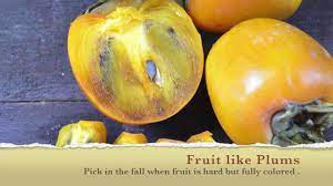 Persimmon Seed Is An Excellent Seed To Start In March Youtube Persimmon varieties from around the world (with pictures). persimmon seed is an excellent seed to start in march