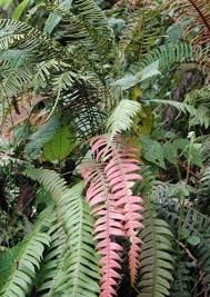 Image result for Blechnum