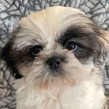 Expect to pay less for a puppy without papers, however, we do not. Wv27atzrbixj6m