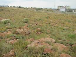 Image result for Urelytrum agropyroides