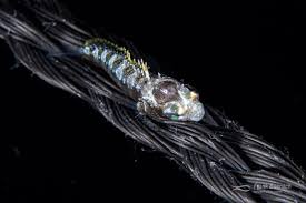 Image result for Blepharis buchneri