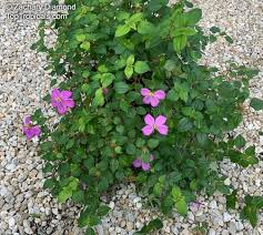 Image result for Dissotis multiflora